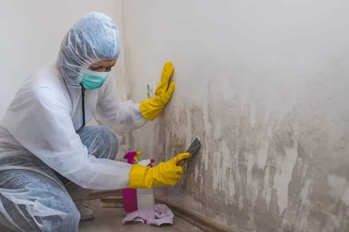 Understanding the Risks and Remediation of Black Mold Infestations